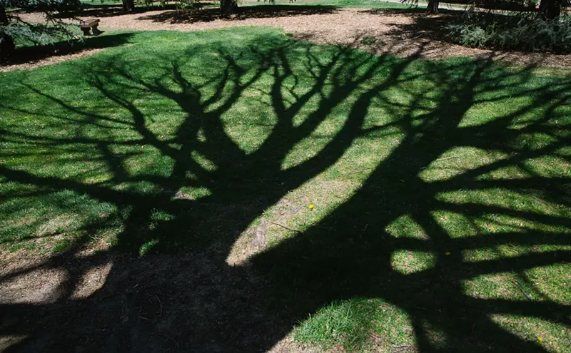 Image: Forest Bathing Can Help You Turn Over a New Leaf