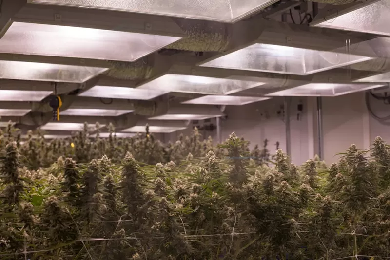 Image: Colorado's cannabis industry keeps growing, and so must its regulations.