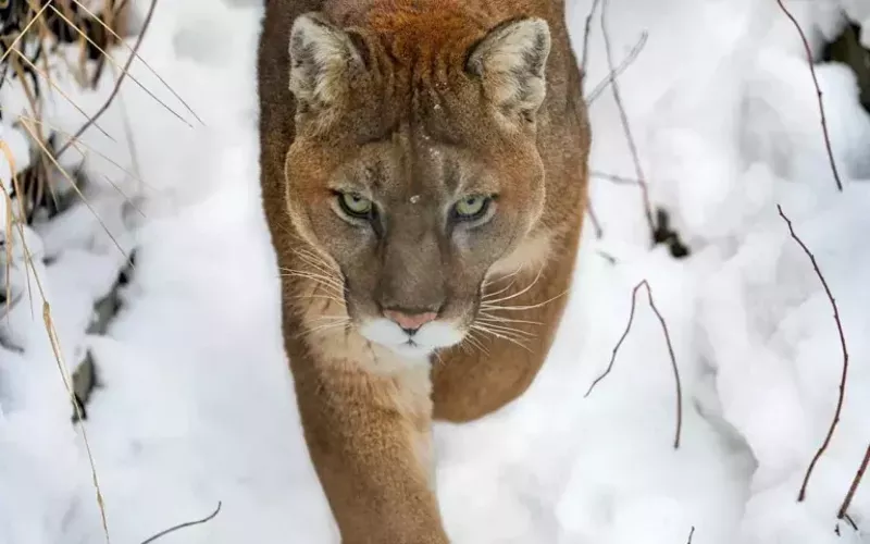 Image: mountain lion approaching in snow