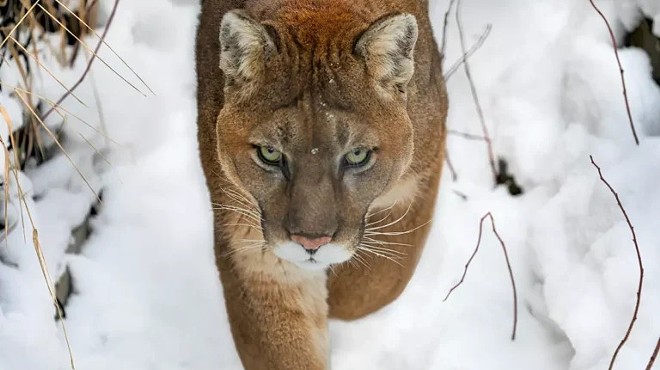 mountain lion approaching in snow