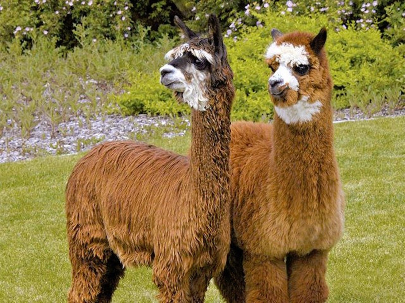The Great Western Alpaca Show joins forces with the HAHO Market May 5-7 at the National Western Complex.