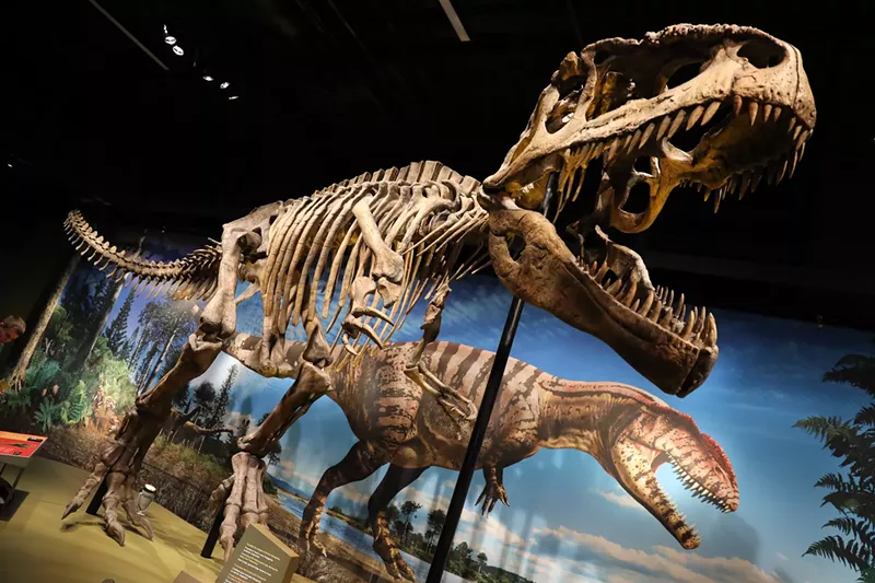 Image: skeleton of dinosaur