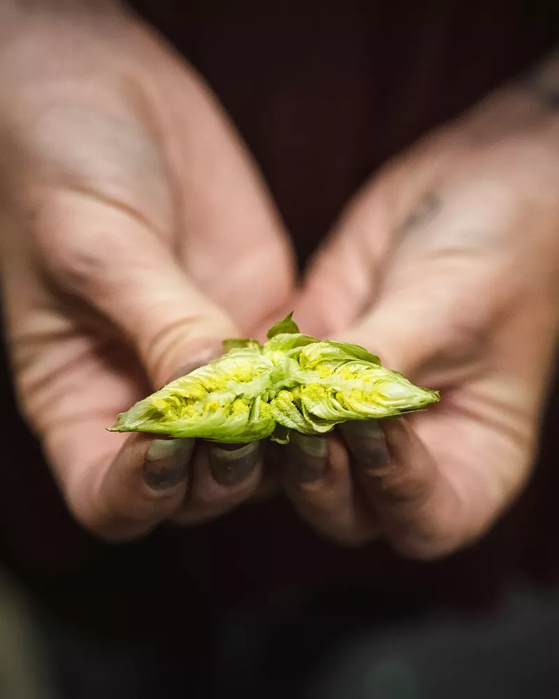 Image: Great Divide will tap its fresh-hop beer soon.