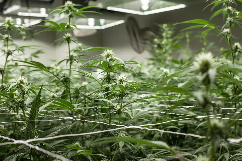 Image: Because of federal prohibition, marijuana-related businesses are banned from financial services.