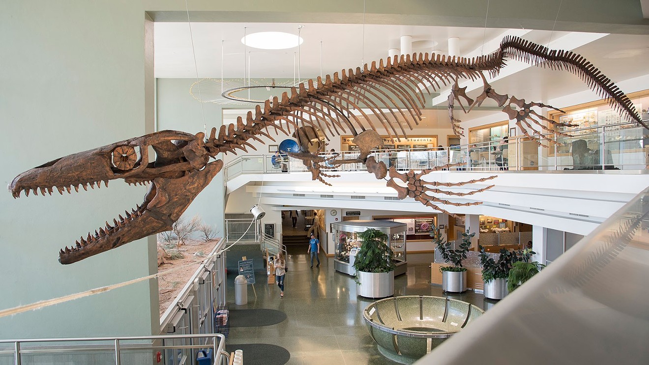 A replica cast of the mosasaur specimen hangs in BYU’s Eyring Science Center.