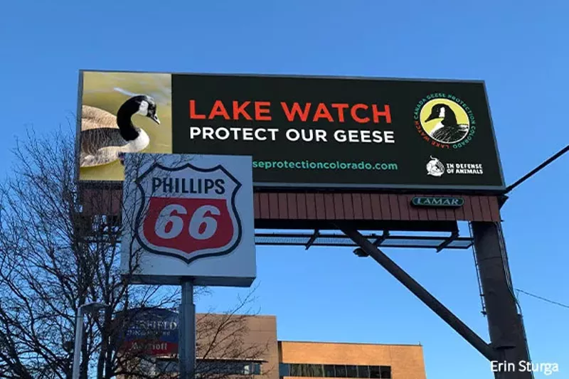 Image: In Defense of Animals and Canada geese Protection Colorado launched a billboard campaign on Monday, January 18.
