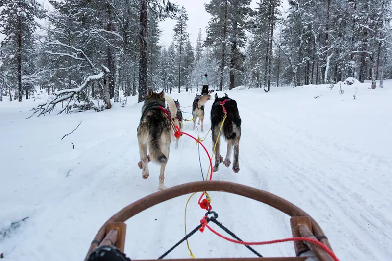 Image: Who wouldn’t be excited to mush their own dog team?