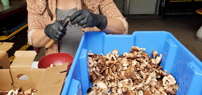 Image: hands clean up shiitake mushrooms in blue bin