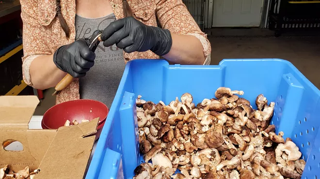 hands clean up shiitake mushrooms in blue bin