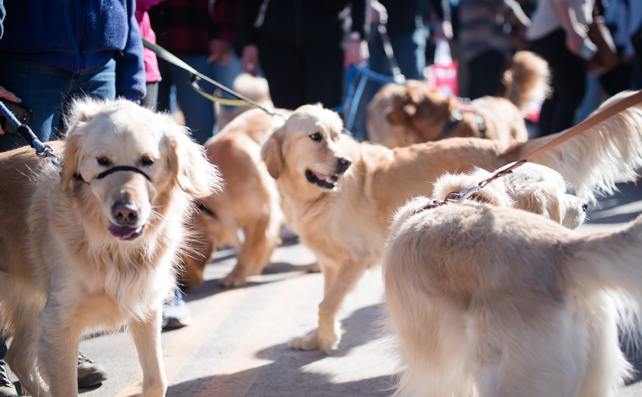 Golden Goes to the Dogs: About 3,000 Golden Retrievers Gather for Annual Event
