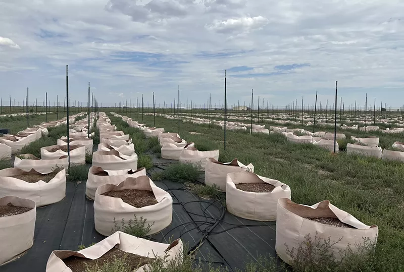 Image: A southern Colorado cannabis farm ruined by grasshoppers