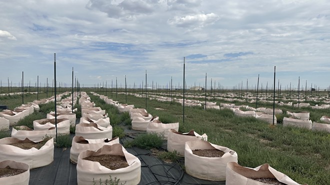 A southern Colorado cannabis farm ruined by grasshoppers