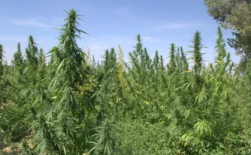 Image: Grateful Hearts Will Celebrate Hemp in Boulder on June 9