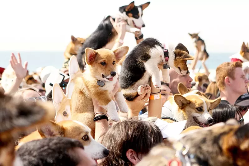 Image: Of course, the "D" in Denver stands for dogs!