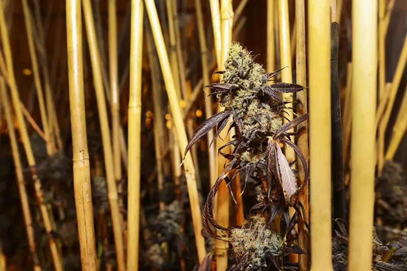 Image: Veritas Fine Cannabis wants to give consumers a peek inside its grow through a new series of marijuana phenotypes.
