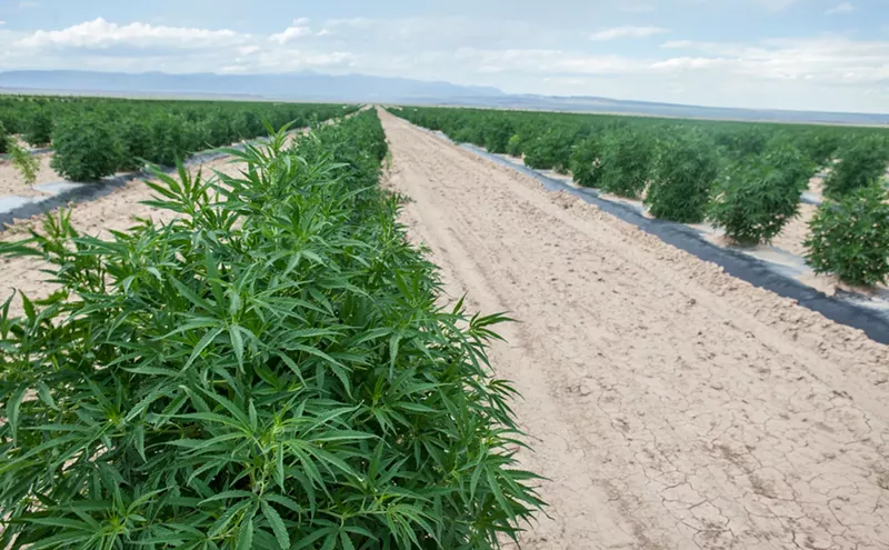 Image: Hemp, CBD Industries Thankful for Less Federal Interference
