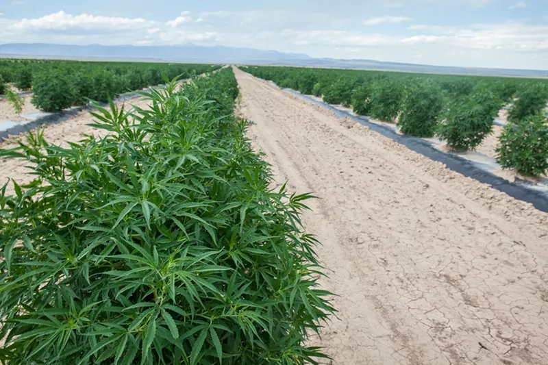 Image: Hemp fields wait to be harvested at Veritas Farms in Pueblo.