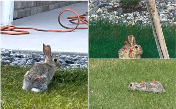 Image: Hey, Dickheads: Quit Shooting Rabbits With Blow Darts.