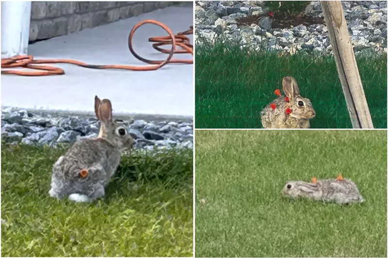 Image: rabbits with blow darts in them