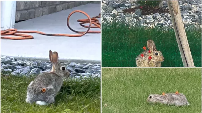 rabbits with blow darts in them
