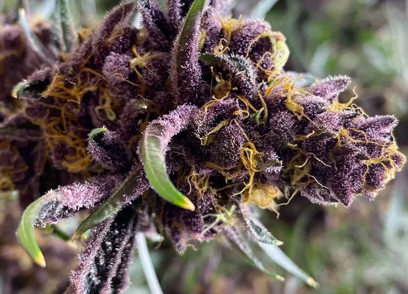 Image: Nightshifter purple marijuana strain