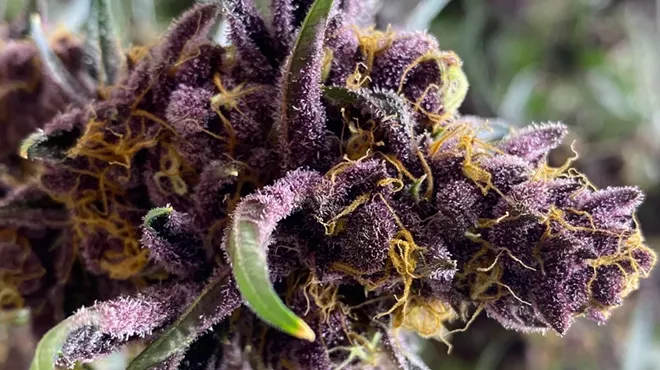 Nightshifter purple marijuana strain