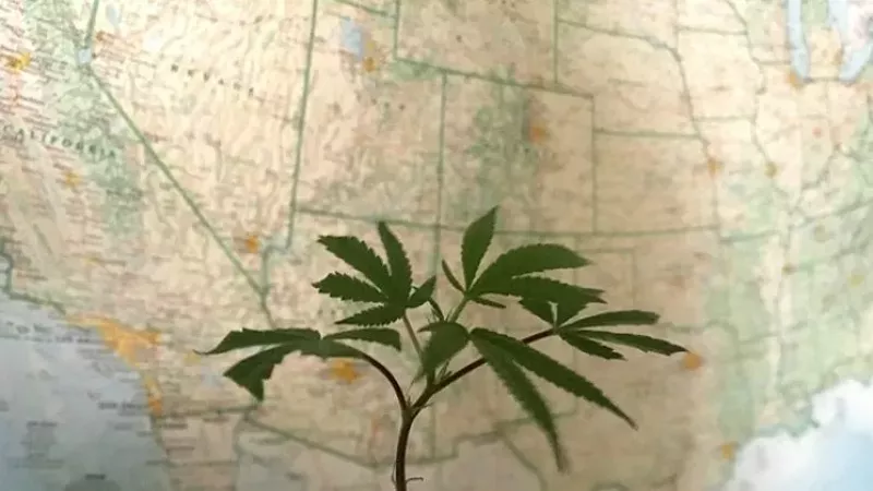 Image: The MORE Act would end federal marijuana prohibition while allowing states to regulate the plant as they see fit.
