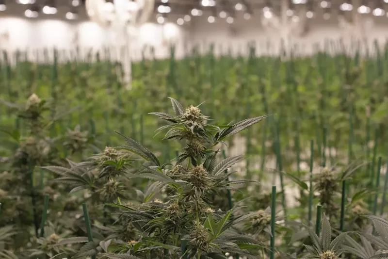 Image: Colorado's marijuana landscape will see changes once several new laws take effect.