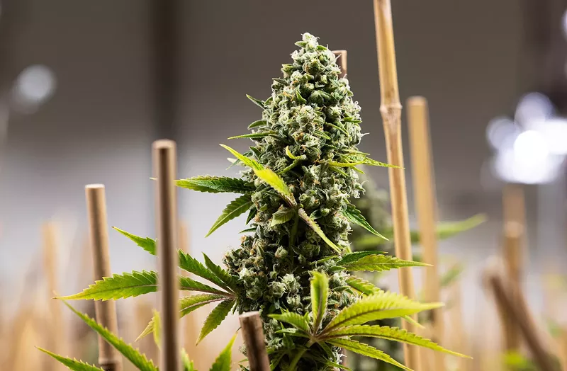 Image: Cookies strains have taken root in Colorado.