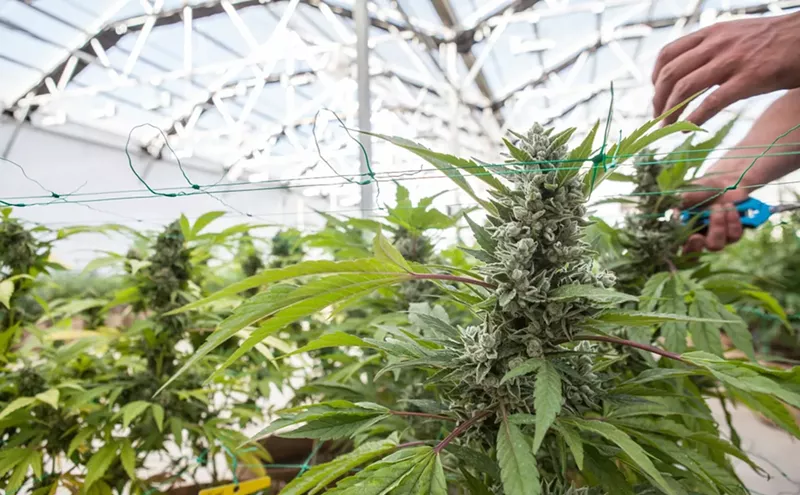 Image: How CSU-Pueblo's Cannabis Research Institute Studies a Schedule I Drug