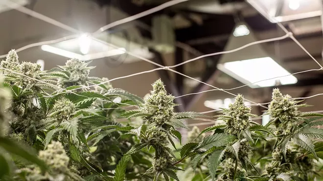 Marijuana plants grow indoors under a light