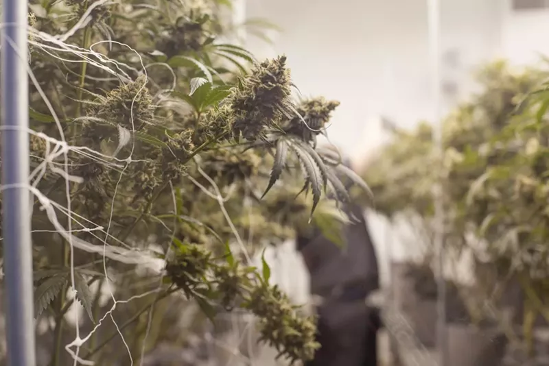 Image: Follow our mystery grower on Instagram, at @bunker.weed.