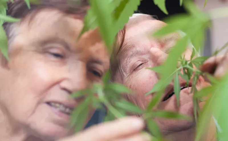 Image: How Many Smells Can One Marijuana Strain Have?