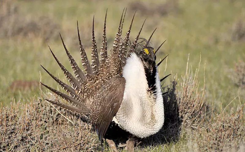 Image: How the Sage Grouse Became a Casualty of the Western Land War