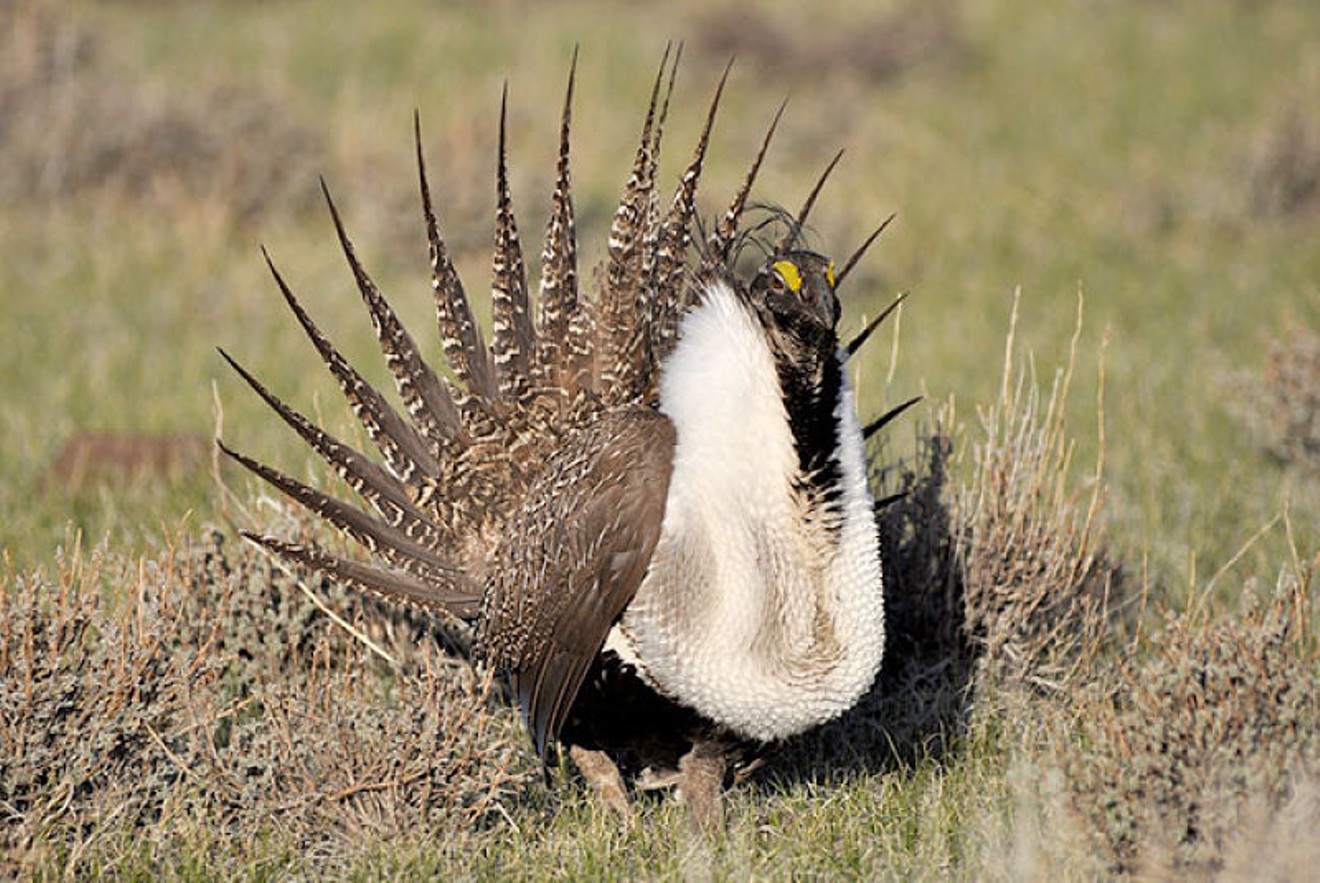 The greater sage grouse, endangered no more?