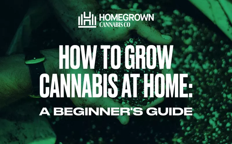 Image: How to Grow Cannabis at Home: A Beginner’s Guide