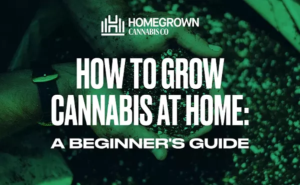 Image: How to Grow Cannabis at Home: A Beginner’s Guide
