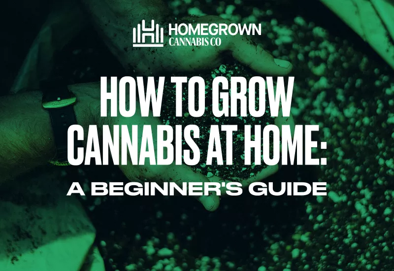 Image: Consider this your sign to start growing your own cannabis flower at home.