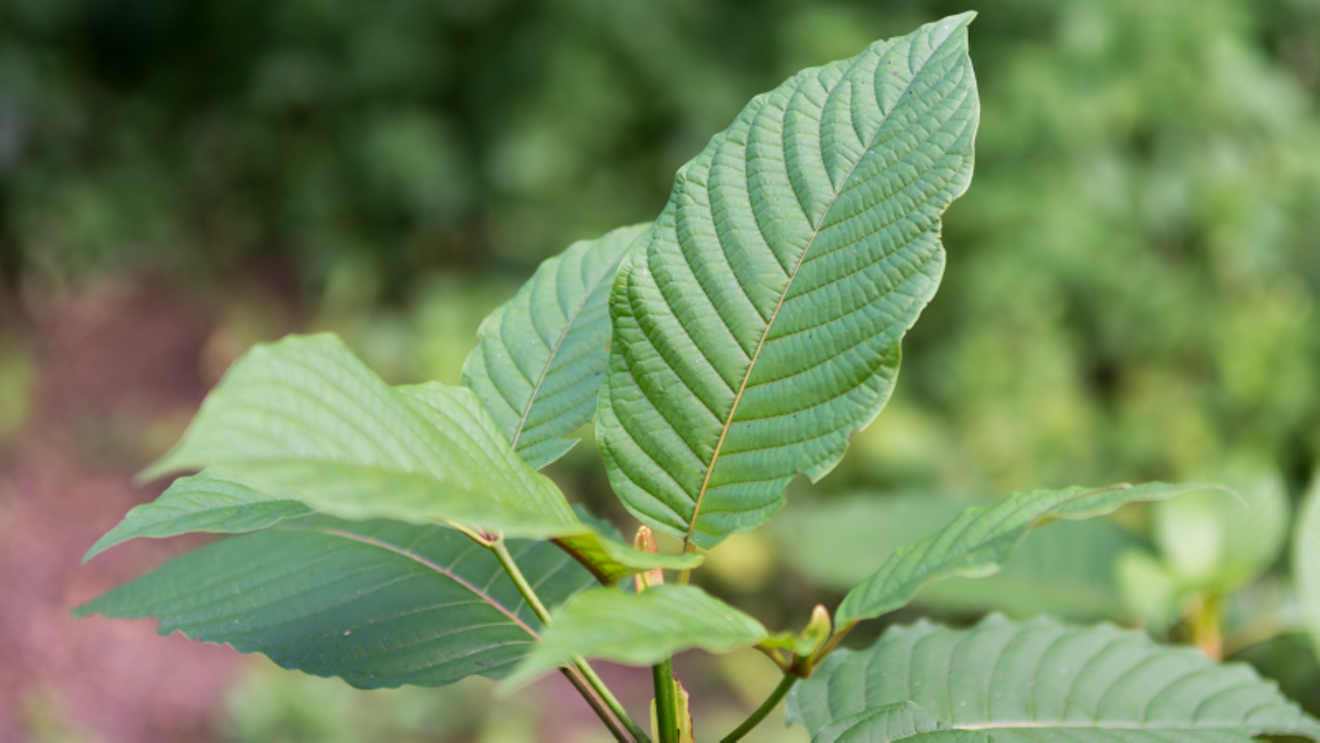The scientific name for the kratom plant is is Mitragyna speciosa, with the  "mitra" prefix reflecting the shape of the leaves, which are thought to resemble a bishop's mitre.