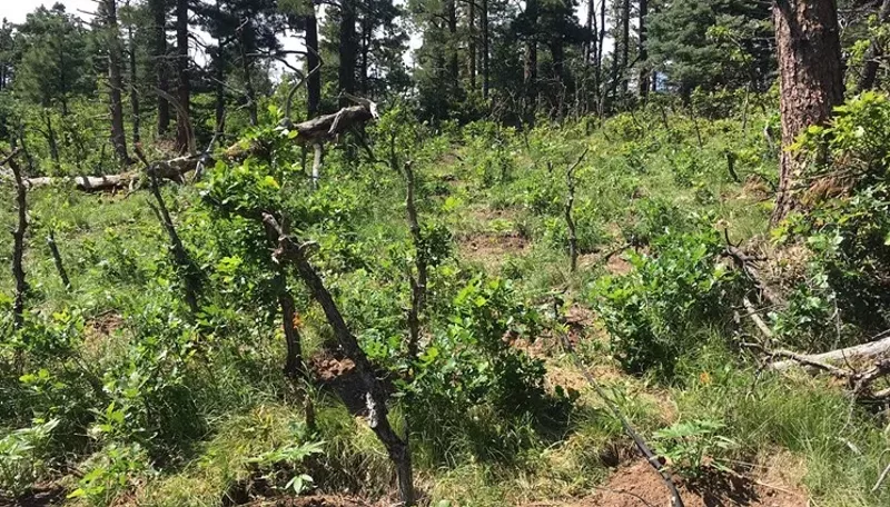 Image: This illegal grow near Pueblo was raided in late June. The Pueblo County Sheriff's Office believes the crop, estimated at $7 million in value, was planted and tended by representatives of a Mexican drug cartel.