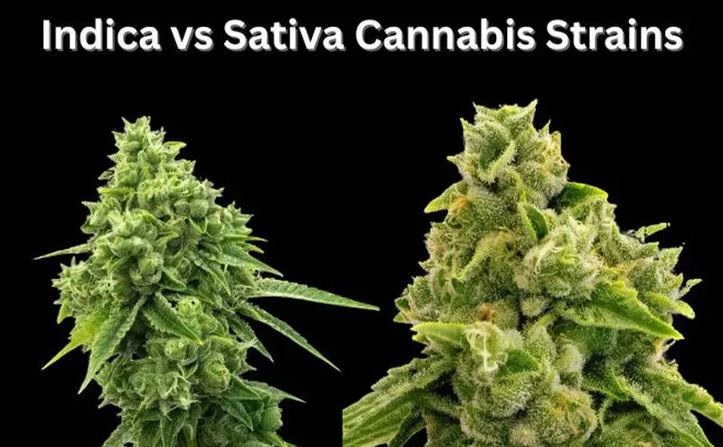 Image: Indica and Sativa Cannabis Strains: Compared by Experts