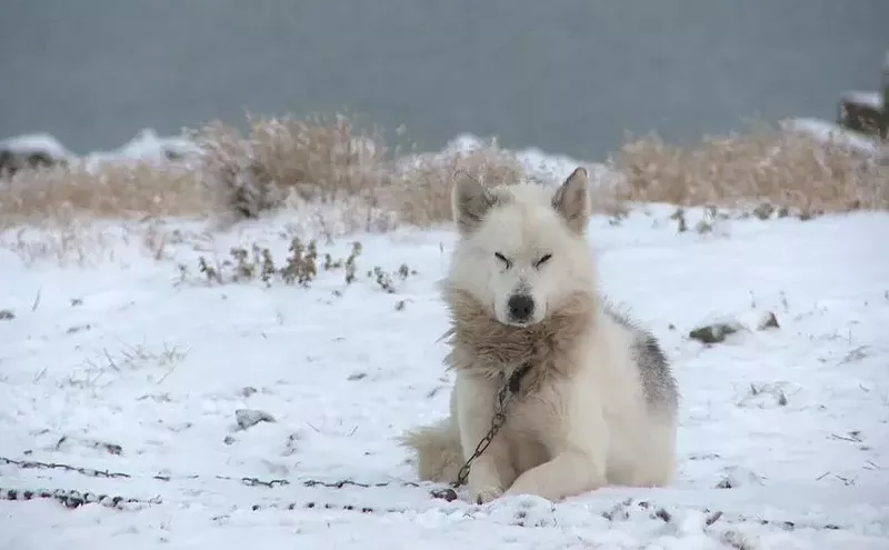 Image: Indigenous Film and Arts Festival Spotlights Native Stories Online