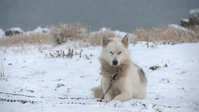 Image: Okpik’s Dream is one of the films at the Indigenous Film and Arts Festival.