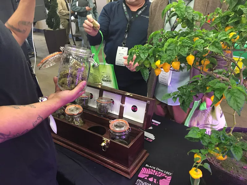 Image: Super Lemon Haze cannabis plants line the Black Dog LED booth at the INDO Expo.