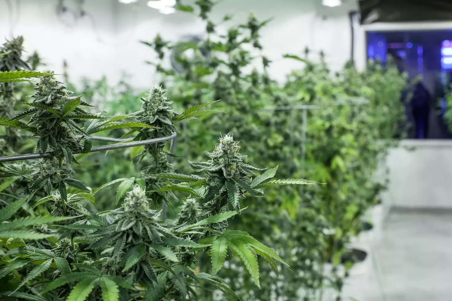 Photos Inside the New Cookies Denver Dispensary Westword