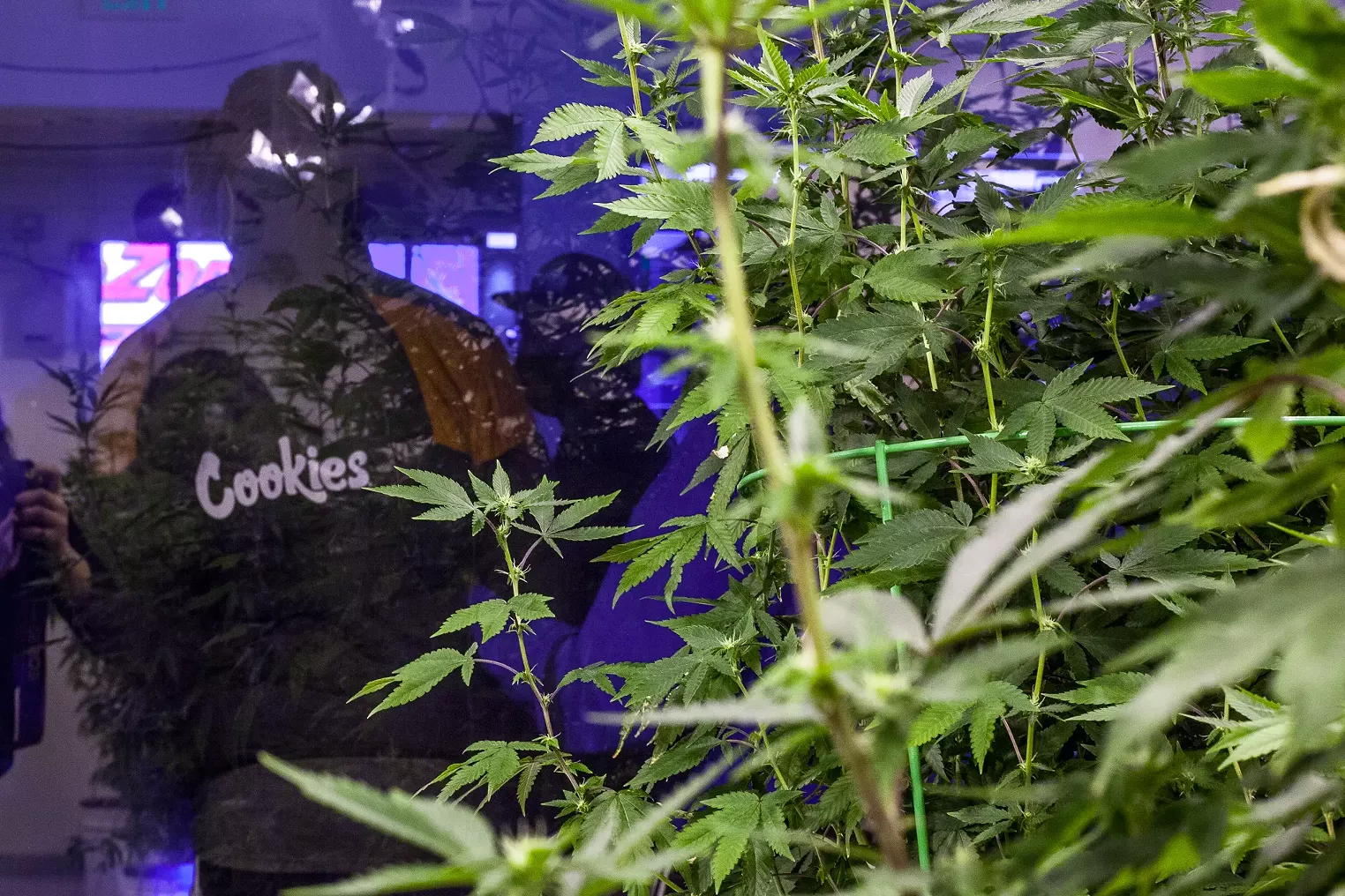 Photos Inside the New Cookies Denver Dispensary Westword