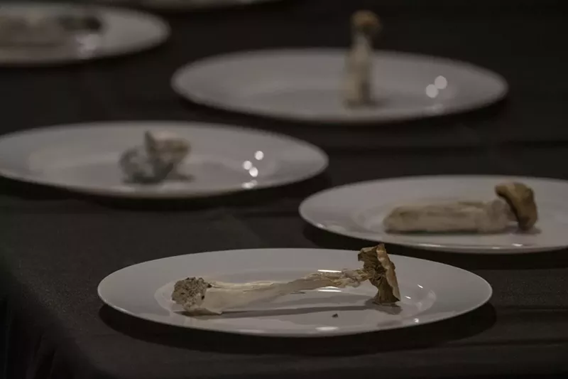Image: Plates of psilocybin mushrooms on display