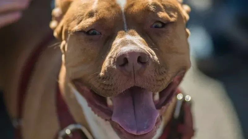 Image: A photo from our slideshow "Parade of Pit Bulls 2013."