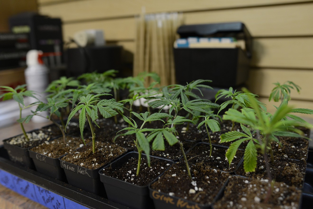 Clones represent the beginning of a commercial cannabis plant's lifecycle.