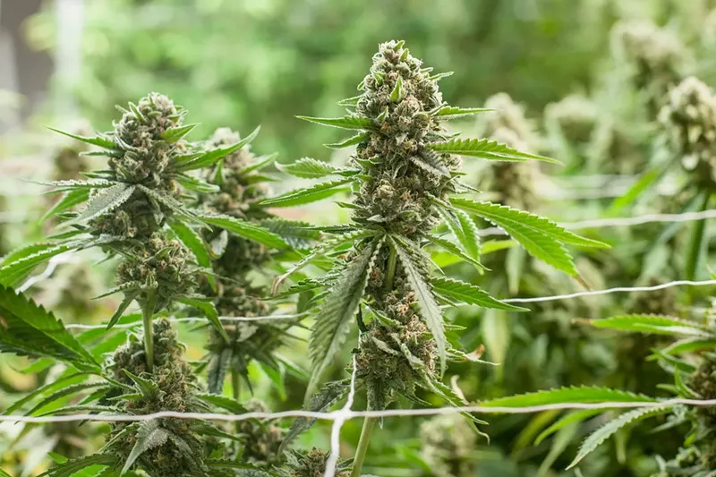 Image: Colorado's cannabis industry is in the heart of a boom of branded wholesale growers.